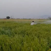 شالی دمسیاه قلم درشت