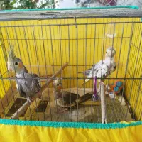 3عدد عروس هلندی سالم و سخنگو و رام همراه باوسایل|پرنده|کوچصفهان, |دیوار