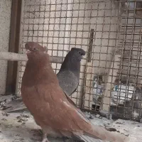 کفتر نوک قنار