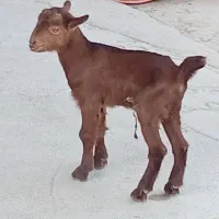 کهره شیری نر