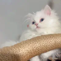 بچه گربه پرشین اصیل ۳ ماهه