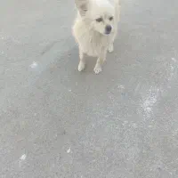 سگ پامر روباهی سایز کوچیک|سگ|قم, دورشهر|دیوار