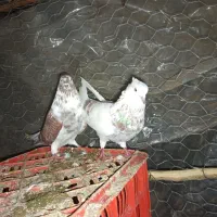 کبوتر طوقی اصل پاکستان|پرنده|چوبر, |دیوار