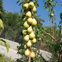 فروش نهال لیبل‌دار انواع میوه|خدمات باغبانی و درختکاری|سروآباد, |دیوار
