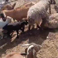 میش و بره|حیوانات مزرعه|شاهرود, |دیوار