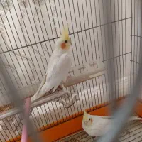 جفت عروس هلندی مولدلوتینوتخم گذارکار سالم و سرحال