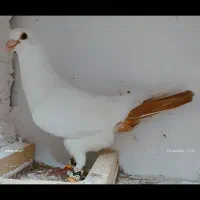 کفتر نر دم زرد