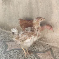 دو عدد جوجه