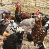 تخم نطفه دار جوجه گلین خالص|حیوانات مزرعه|یزد, |دیوار