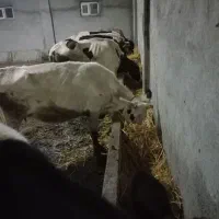 ۷ راس گاو جوان|حیوانات مزرعه|ویلکیج, |دیوار