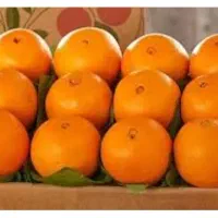 پرتقال تامسون درجه یک شمال