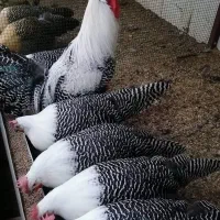 براکل سیلور بلژیکی (مرغ زینتی)|حیوانات مزرعه|اهواز, زیتون کارمندی|دیوار