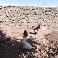 مرغ وخروس