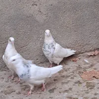 طوقی درجه یک|پرنده|کبودرآهنگ, |دیوار