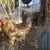 خروس محلی|حیوانات مزرعه|مسجد سلیمان, |دیوار