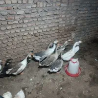 غاز سالم و بالغ