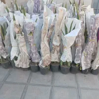پخش عمده گل اپارتمانی سانسوریا|گل و گیاه طبیعی|نیشابور, ابراهیم ادهم|دیوار