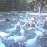 فروش مرغ و خروس