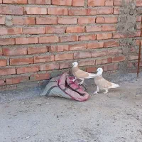 کبوتر ترکیه