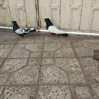 نروماده سینه