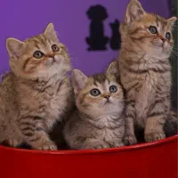 بچه گربه های بریتیش بلک گلد و تبی گلد (عکس