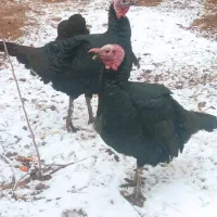 فروش بوقلمون نر دوساله