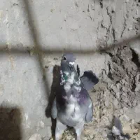 پرنده