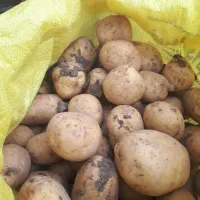 سیب زمینی  نو