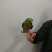 شاه طوطی اسکندر|پرنده|تهران, شهرک زینبیه|دیوار