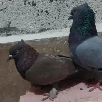 کبوتر سرخ و سبز