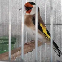 سهر قناری|پرنده|شیراز, کیان شهر|دیوار