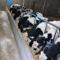 گوساله سیمینتال ۱۸۰کیلو