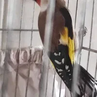 سهره نر|پرنده|مبارکه, |دیوار