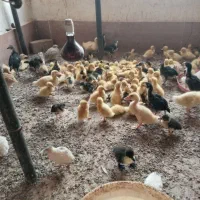 فروش جوجه اردک پکنی|حیوانات مزرعه|چناران, |دیوار