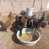 مرغ و خروس|حیوانات مزرعه|بم پشت, |دیوار