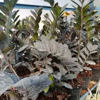 فروشی زامفولیا|گل و گیاه طبیعی|گتاب, |دیوار