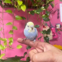 مرغ عشق فول رام|پرنده|محمودآباد, |دیوار