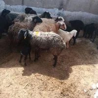 میش جوان شیشک ۹راس