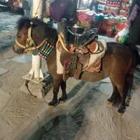 اسب سواری  عکاسی با اسب و محیط|اسب و تجهیزات اسب‌سواری|مشهد, کوه سنگی|دیوار