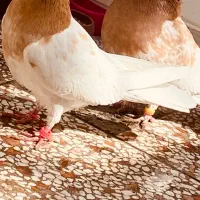 کفتر آگهی بخون پیام بده (کله زرد) ‌(ساده)