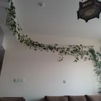 گل پتوس ۱۰ متری