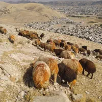 فروش بز وتی بز میش وشیشک چاق درجه یک کشتاری|حیوانات مزرعه|خرم‌آباد, |دیوار