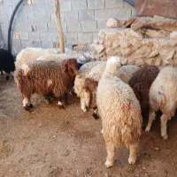 فروش ۲۲عدد بره