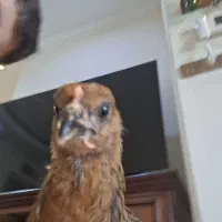 جوجه مرغ