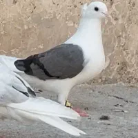 فروش کبوتردورگ ومعمولی ماده دوکت سبزو بچ طوق سفید|پرنده|دزفول, |دیوار