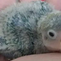 جوجه برزیلی|پرنده|ری, ملک‌آباد|دیوار