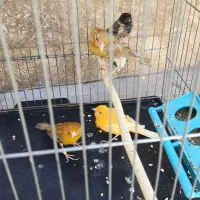 گلبسر|پرنده|سیرجان, |دیوار