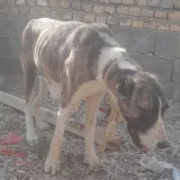 ماچ خراسانی