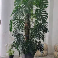 گل برگ انجیری (فرحزاد، پرواز، سعادتآباد)