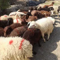 عرضه گوسفند بهداشتی با مکان مجهز خرید حضوری وارسال|حیوانات مزرعه|کرج, دهقان ویلا|دیوار